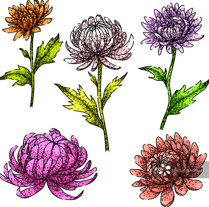 手绘菊花套装素描图片素材
