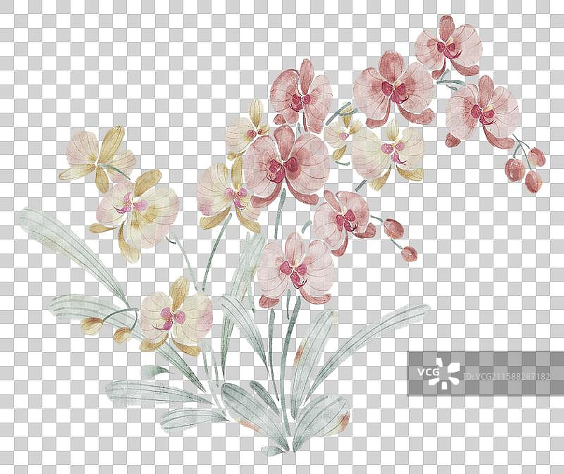 手绘国画写意花蝴蝶兰图片素材