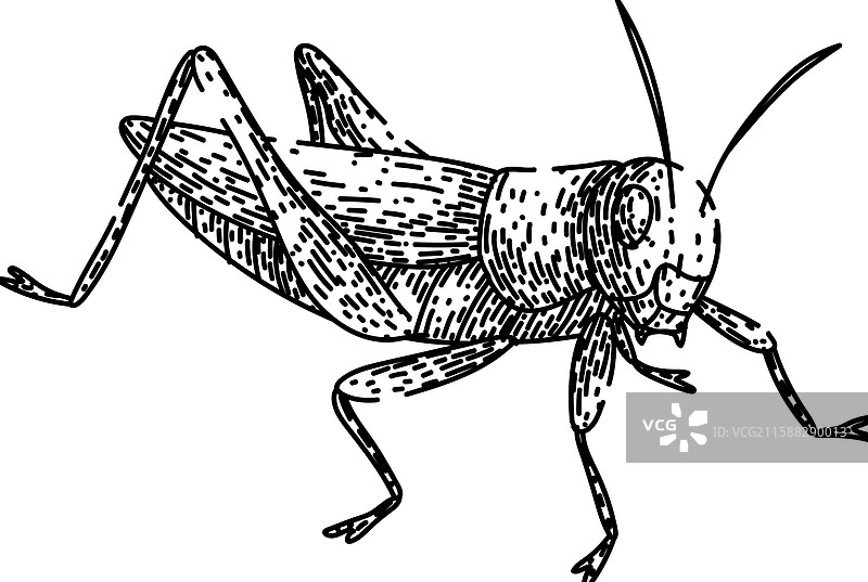 手绘的触角蚱蜢素描图片素材
