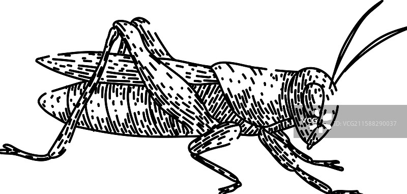 跳跃的蚂蚱手绘草图图片素材