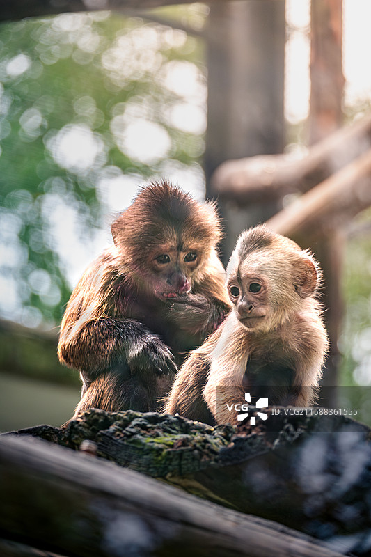 小猴子的母与子图片素材