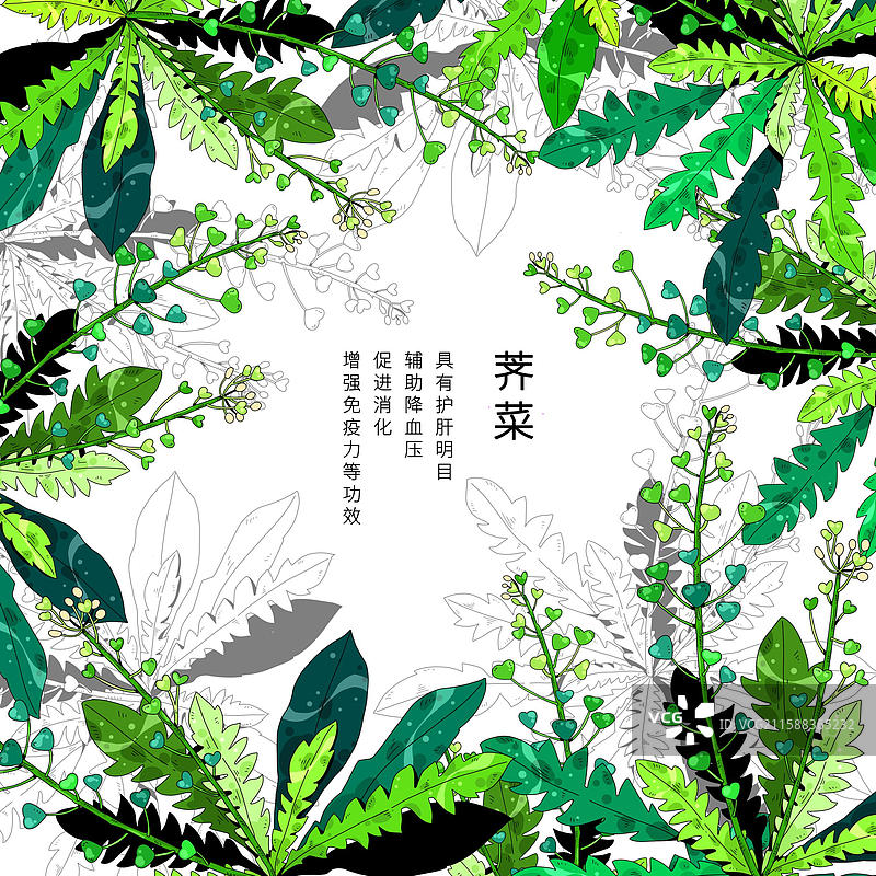 中草药植物插画元素-荠菜图片素材