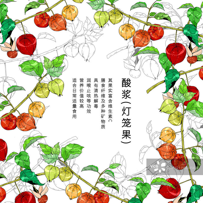 中草药植物插画元素-酸浆图片素材