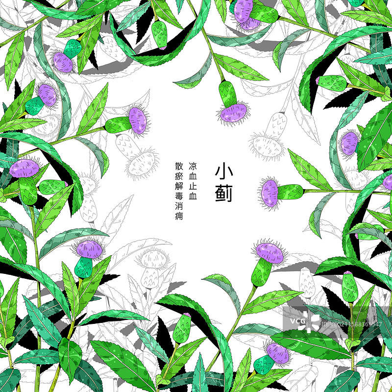 中草药植物插画元素-小蓟图片素材