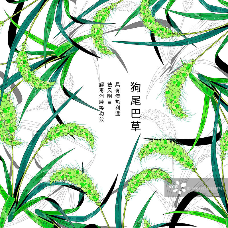 中草药植物插画元素-狗尾巴草图片素材