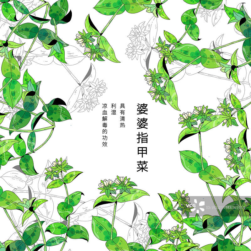 中草药植物插画元素-婆婆指甲菜图片素材