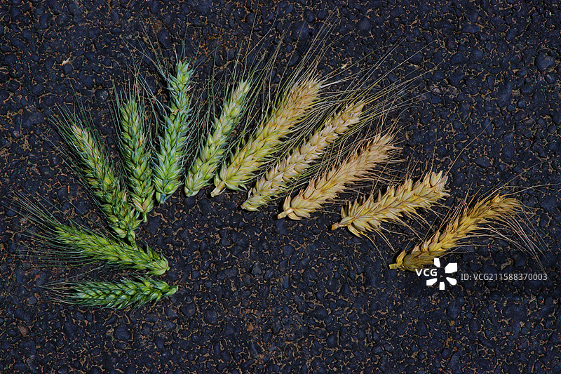 植物渐变色从绿色到金色高角度视图图片素材