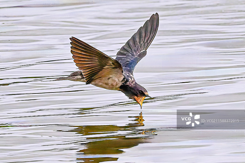 飞燕亲水图片素材
