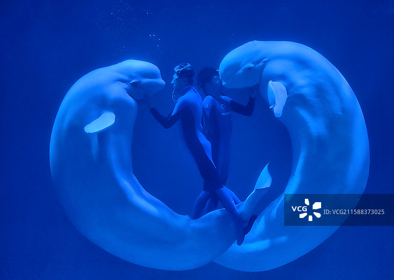 《鲸落人间共圆舞》图片素材