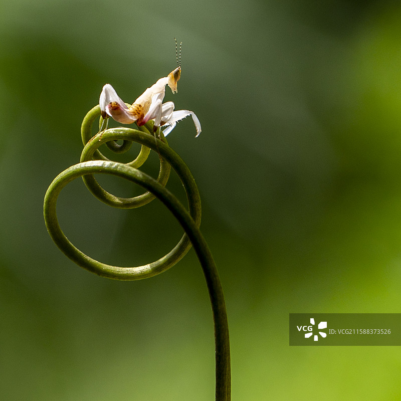 兰花螳螂图片素材