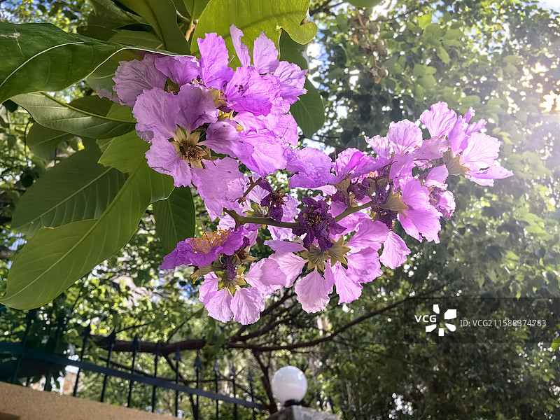 大花紫薇，大叶紫薇，五里香，佛泪花，百日红图片素材