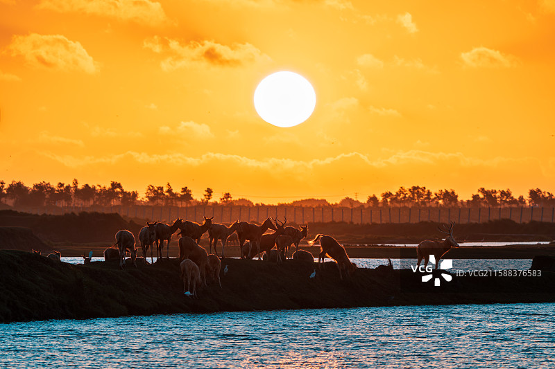 日出鹿群出图片素材