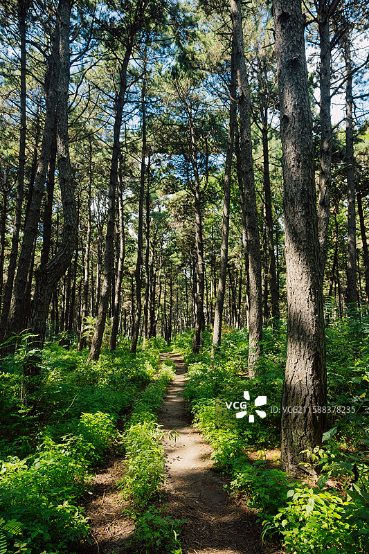 长春 净月潭国家森林公园 黑松林 黑松  森林 幽静的林间图片素材