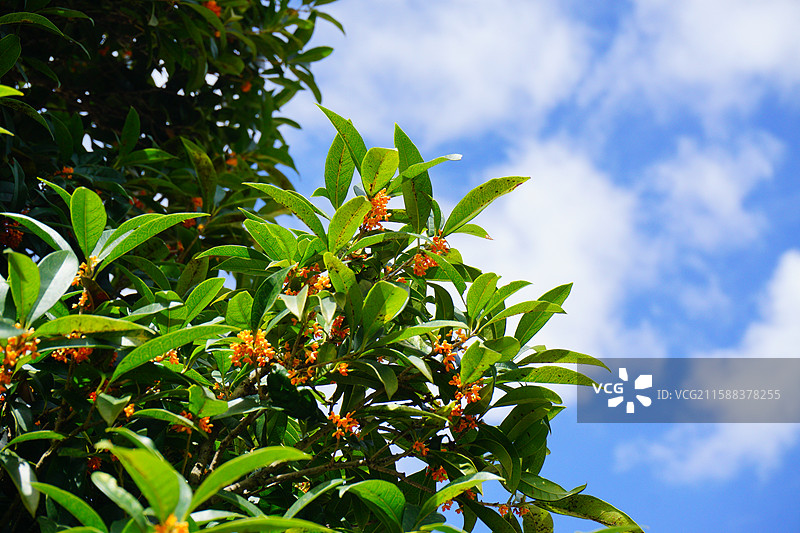 蓝天背景下的桂花树图片素材