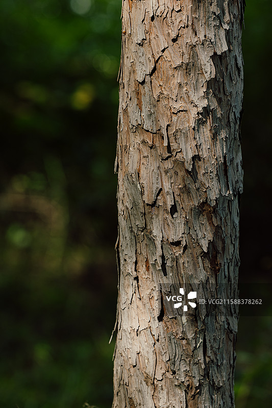 长春 净月潭国家森林公园 黑松林 黑松  森林 幽静的林间图片素材