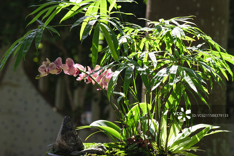 南宁人民公园展出的各式造型的兰花图片素材