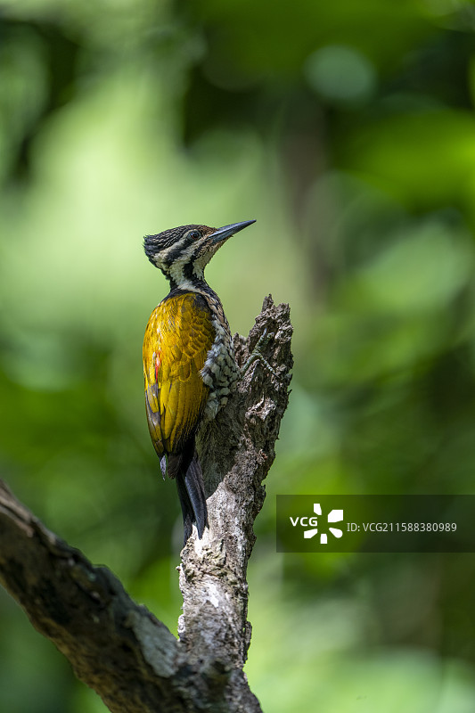 金背三趾啄木鸟图片素材