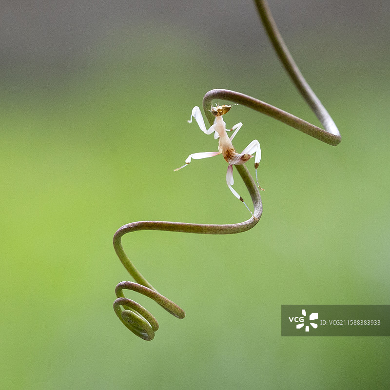 兰花螳螂栖息在绿植上图片素材
