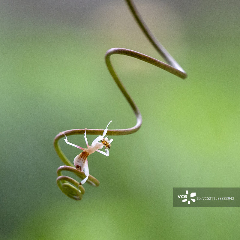 兰花螳螂栖息在绿植上图片素材
