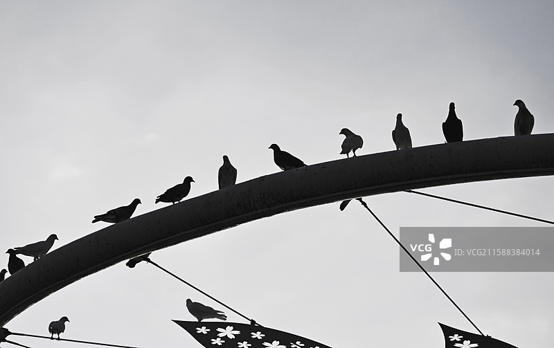 和平鸽图片素材