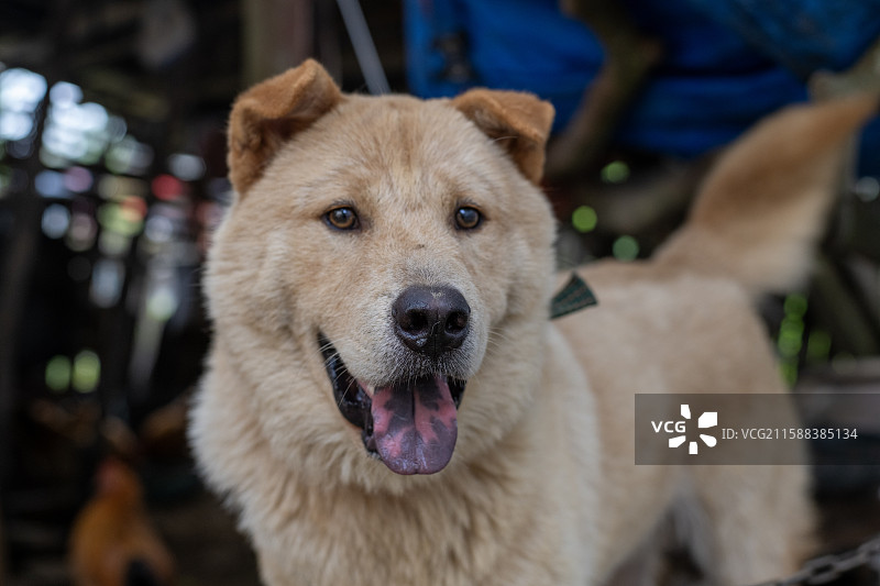 树下栓着的大黄狗生存状态摄影图片素材
