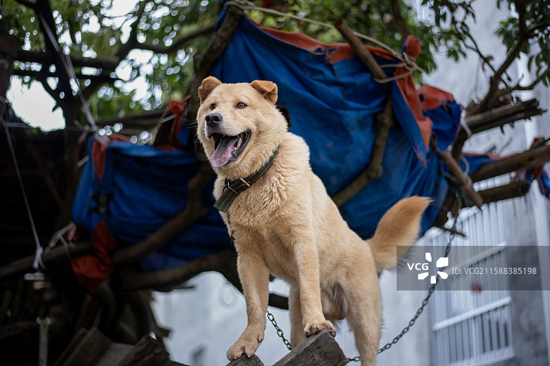 树下栓着的大黄狗生存状态摄影图片素材