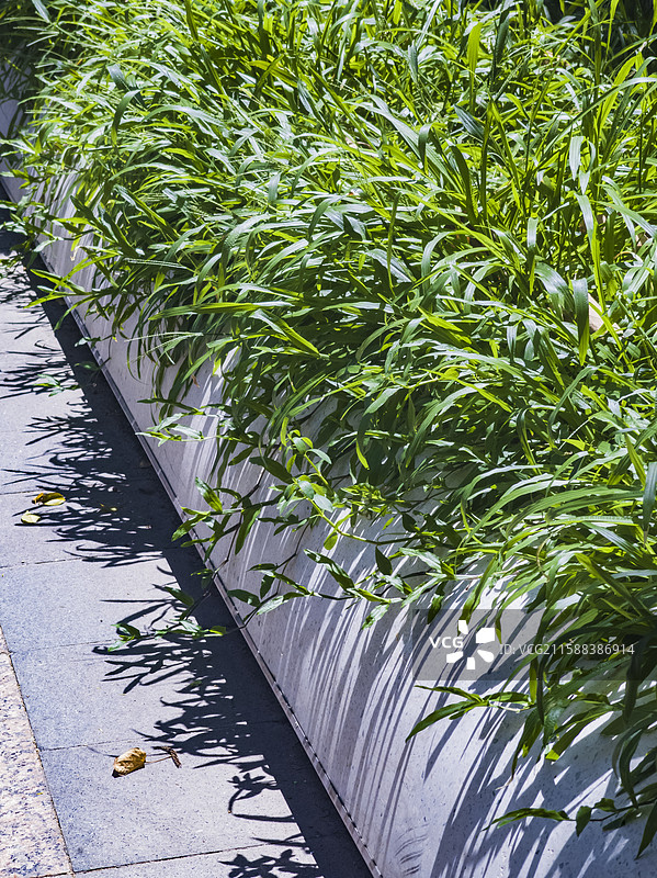 公园里的绿植带图片素材