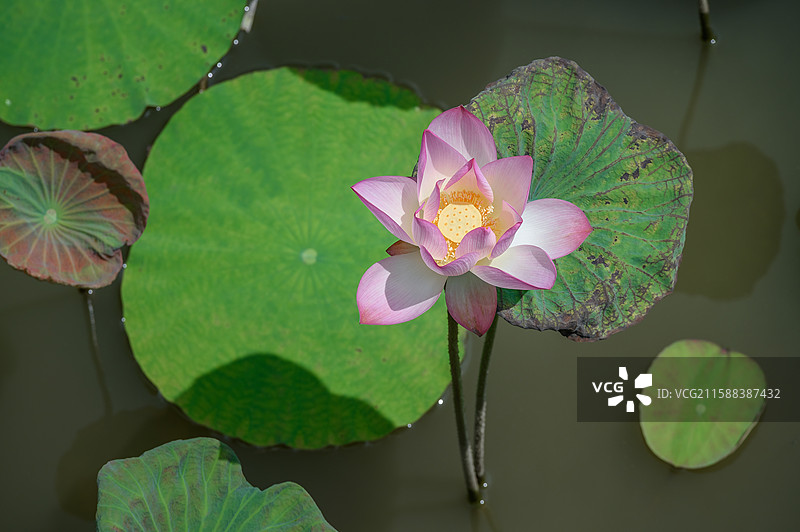 夏天阳光下绽放的粉色荷花图片素材