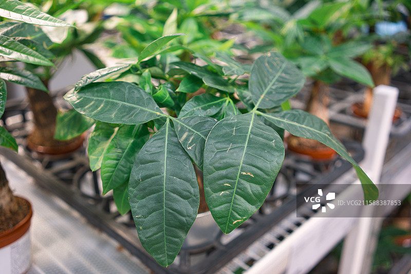 小型发财树图片素材