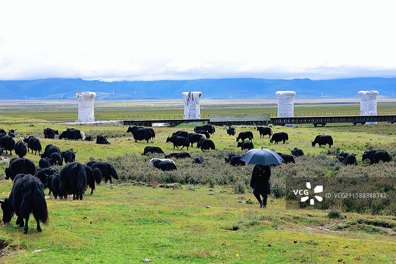 藏族小哥在毛娅大草原上放一群牦牛图片素材
