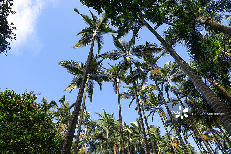 仰拍棕榈树图片素材