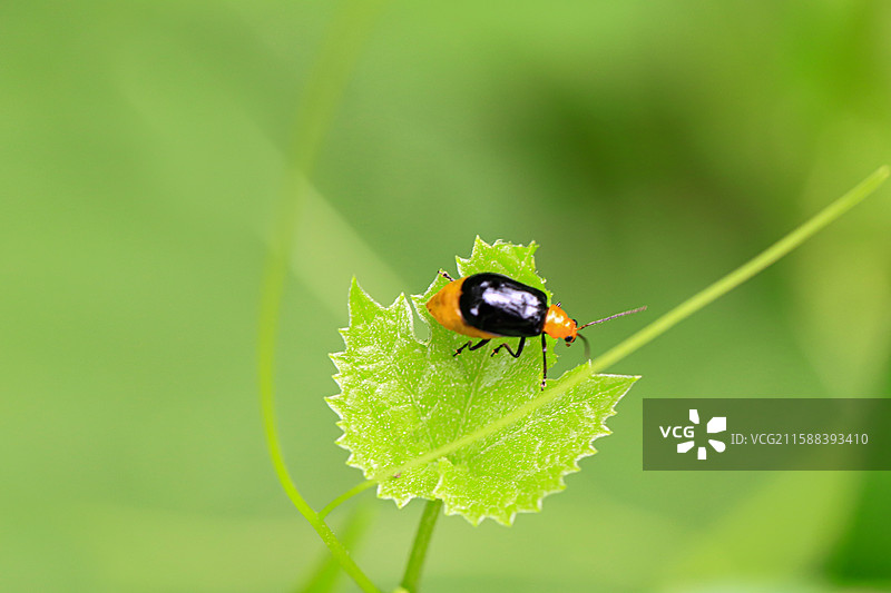 黄守瓜图片素材