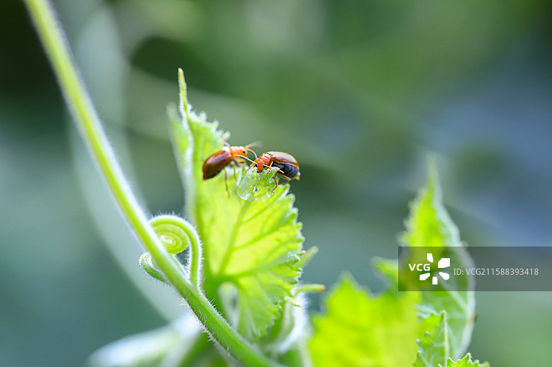 黄守瓜图片素材