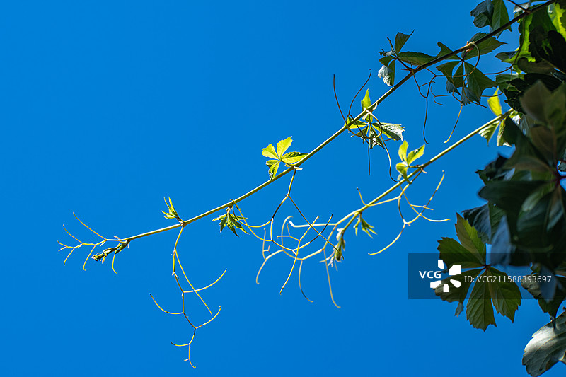 疆伊犁户外蓝天下的绿植、蓝天下的爬山虎、爬山虎、绿植、背景图片素材