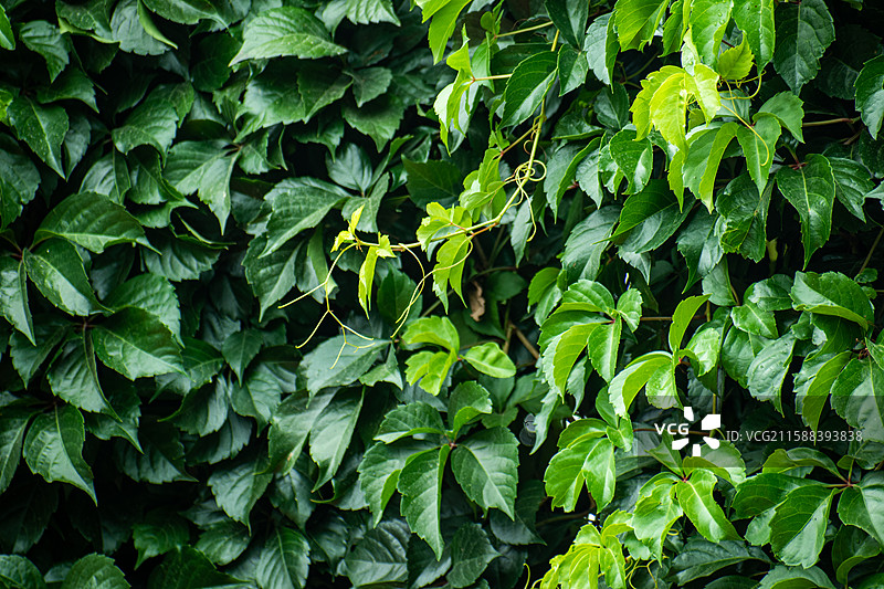疆伊犁户外蓝天下的绿植、蓝天下的爬山虎、爬山虎、绿植、背景图片素材