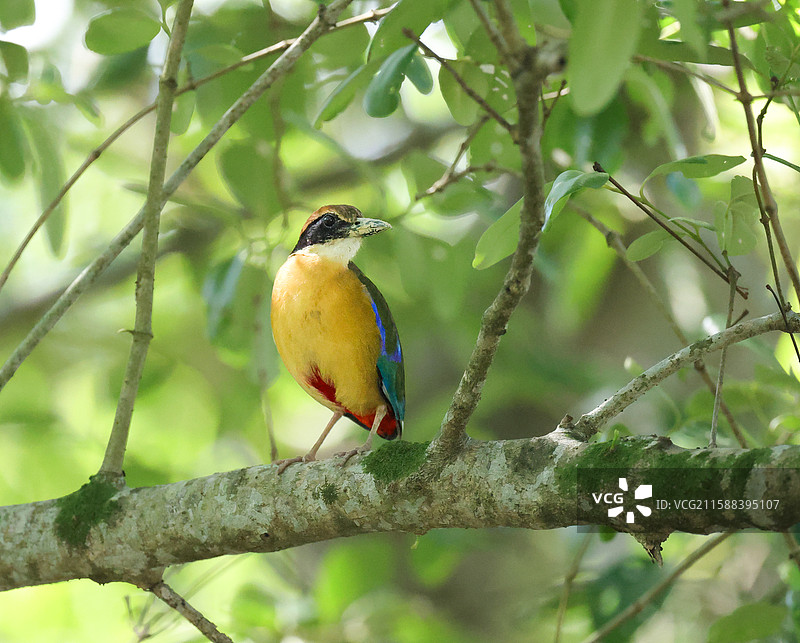红树八色鸫图片素材