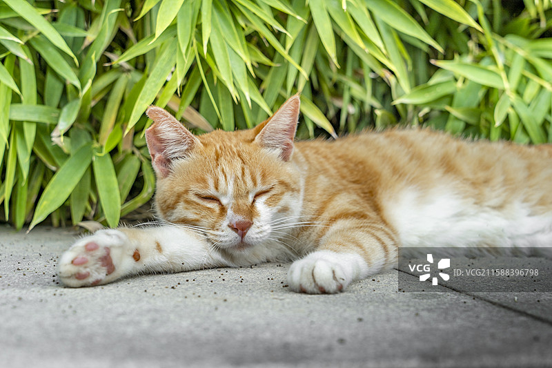 可爱大橘猫图片素材