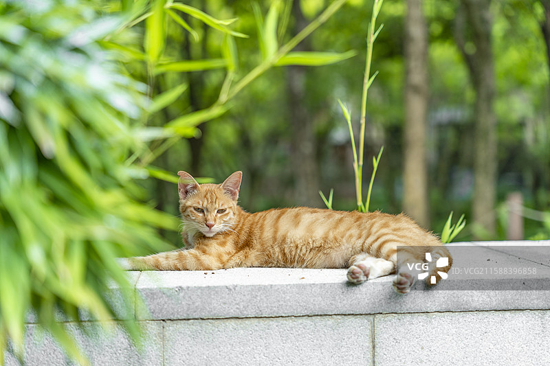 可爱大橘猫图片素材