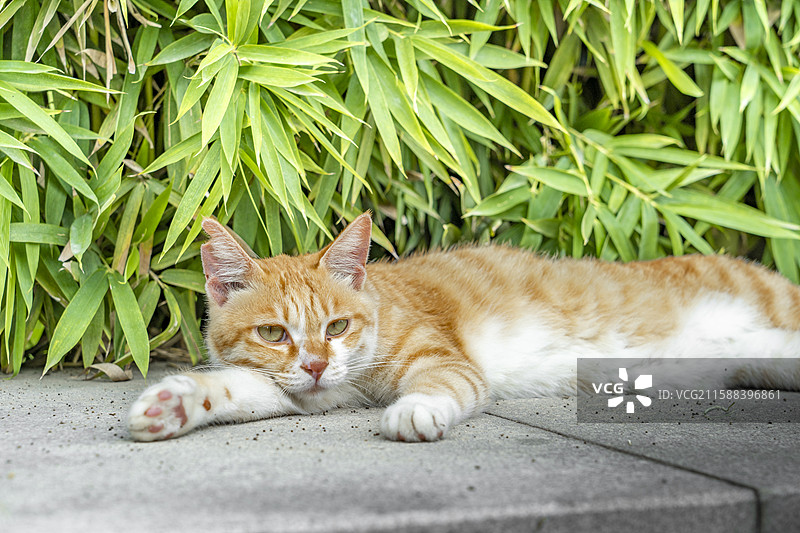 可爱大橘猫图片素材