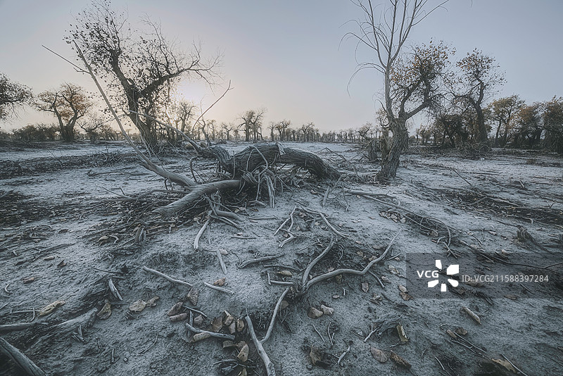 新疆塔克拉玛干风光图片素材