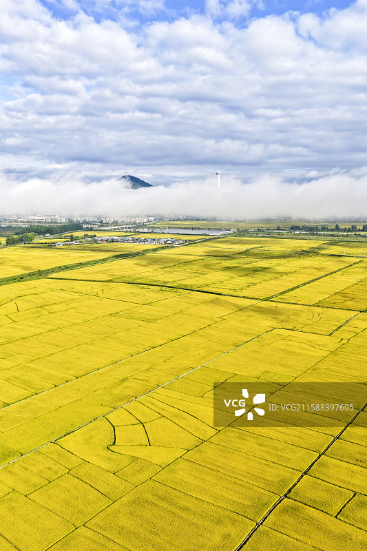 秋季清晨，无人机航拍吉林省延边朝鲜族自治州龙井市东盛涌镇金黄色丰收的稻田和云雾中的帽儿山。图片素材