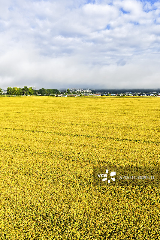 秋季清晨，无人机航拍吉林省延边朝鲜族自治州龙井市东盛涌镇金黄色丰收的稻田图片素材