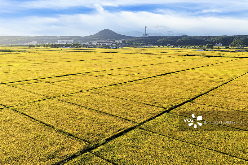 秋季清晨，无人机航拍吉林省延边朝鲜族自治州龙井市东盛涌镇金黄色丰收的稻田和云雾中的帽儿山。图片素材