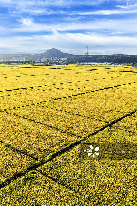秋季清晨，无人机航拍吉林省延边朝鲜族自治州龙井市东盛涌镇金黄色丰收的稻田和云雾中的帽儿山。图片素材