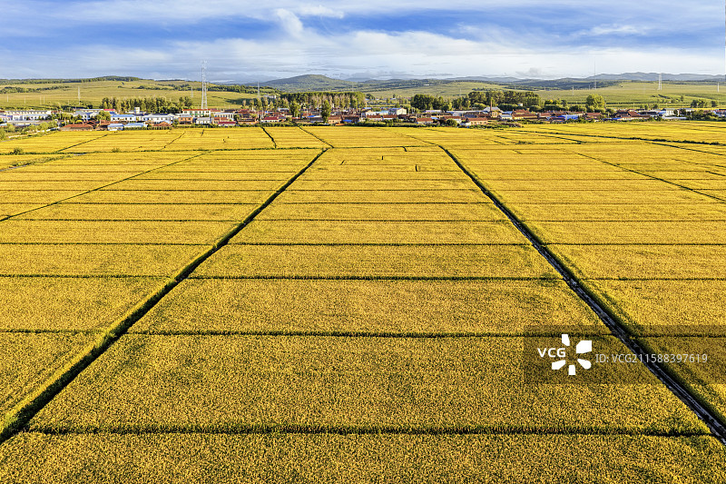秋季清晨，无人机航拍吉林省延边朝鲜族自治州龙井市东盛涌镇金黄色丰收的稻田图片素材