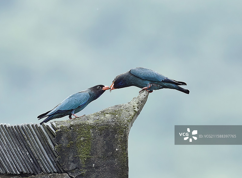 三宝鸟的甜蜜投喂图片素材