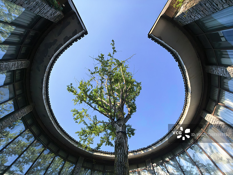 天井里的树图片素材