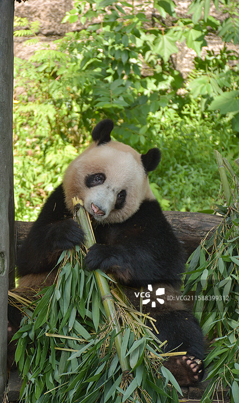 重庆动物园吃竹子的大熊猫图片素材
