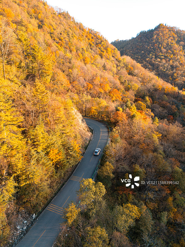 黄柏塬秋季山中黄叶盘山路上的白色汽车图片素材