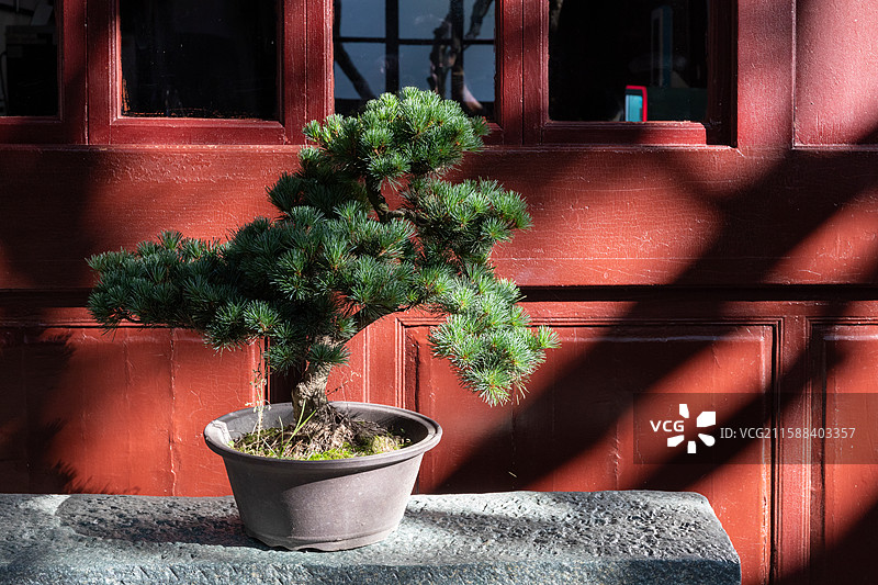 全国重点文物保护单位蒋氏故居蒋氏宗祠松树盆景图片素材